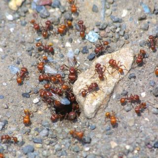 La edad condiciona trabajo de las hormigas obreras, afirman científicos