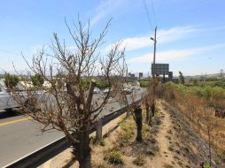 De los 204 ejemplares ubicados al pie de la carretera, 170 muestran afectaciones.  /