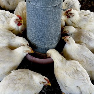 Detectan casos de gripe aviar en Tlaxcala