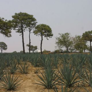Investigan cultivo de nopal y maguey como captadores de agua