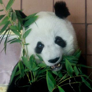 Muere panda longeva en Zoológico de Chapultepec