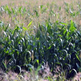 Campesinos firman convenio para eliminar intermediarios