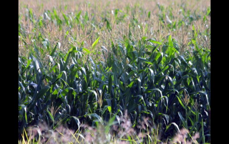 Con este pacto se garantizará que los agricultores no tengan dificultades para encontrar compradores. ARCHIVO /