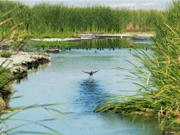 Localizan el cuerpo en una charco de agua del río ''El Manguito''. ARCHIVO /