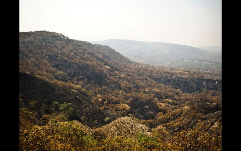 En los dos equipos que operan en La Primavera recae el monitoreo de 30 mil 500 hectáreas. ARCHIVO /
