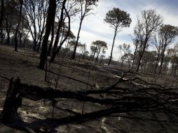 Imagen de las zonas afectadas por el incendio en el bosque de La Primavera.  /
