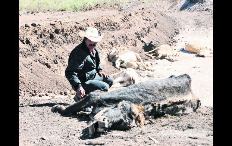 Desviación. Los ganaderos afirman que el dinero destinado a tal fin no se uso en obras contra la sequía. EFE /