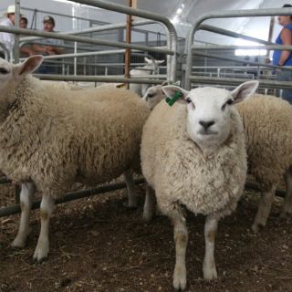 Se inaugura mañana primera etapa de Ciudad Agropecuaria