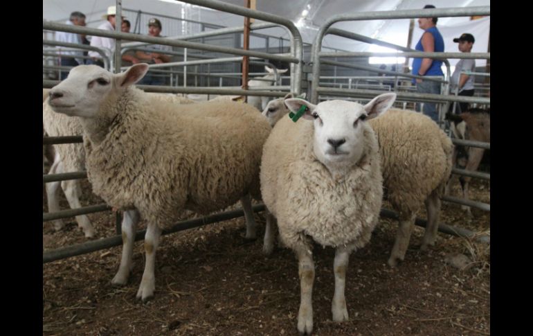 En el centro se generará información precisa de los 125 municipios de Jalisco con potencial productivo. ARCHIVO /