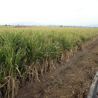 Firman proyecto para producir etanol y ajonjolí