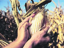 El Centro de Inteligencia Agroindustrial aportará información sobre precios y oportunidades comerciales del agro. EL INFORMADOR /