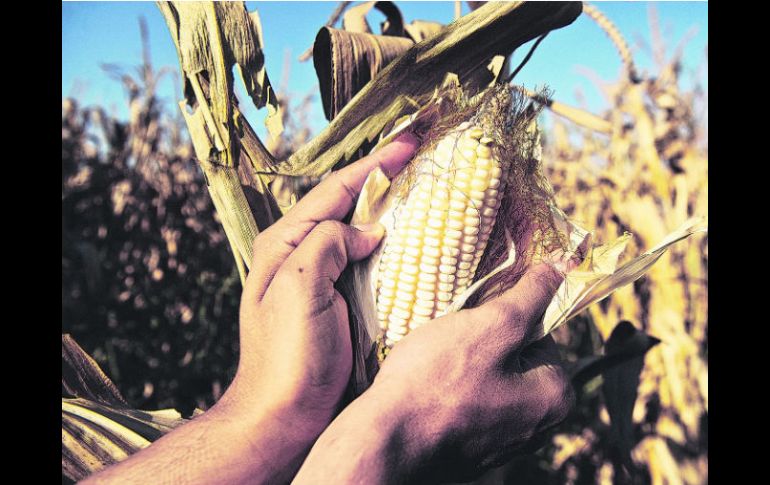 El Centro de Inteligencia Agroindustrial aportará información sobre precios y oportunidades comerciales del agro. EL INFORMADOR /