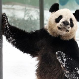 China permite al panda Lin Ping extender su estancia en Tailandia