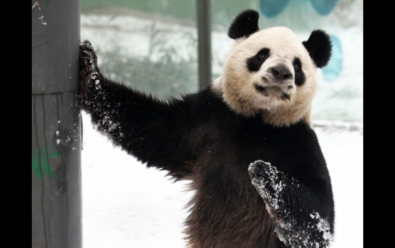 Temporalmente, la osa seguirá residiendo en Tailandia. ARCHIVO /