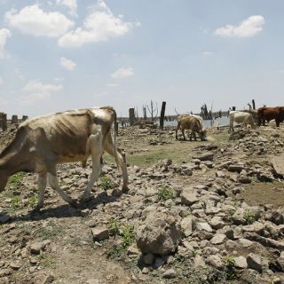 Sequía bajará la producción de México