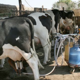 Productores de leche exigen incremento de precio