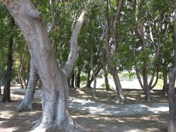 El presidente municipal de Zapopan, Héctor Robles, señala que se reforzara la seguridad en parques y espacios de recreación. EL INFORMADOR /