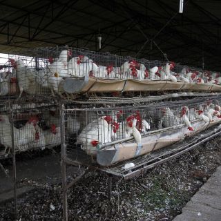 Aún falta repoblamiento de granjas avícolas