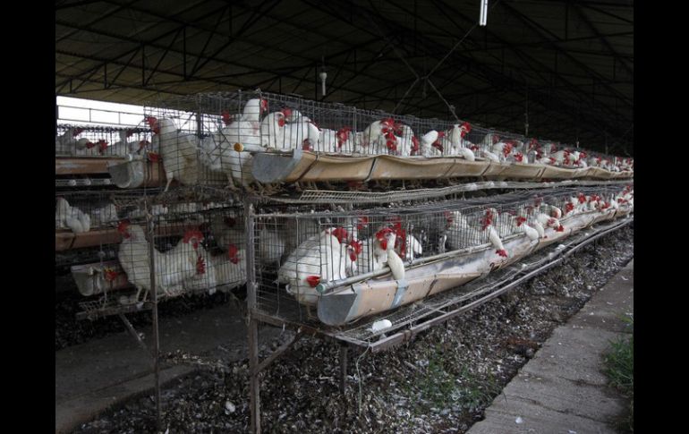 La influenza aviar que afectó las granjas de Tepatitlán y San Juan de los Lagos, dejó una mortandad de 22.5 millones de aves. ARCHIVO /