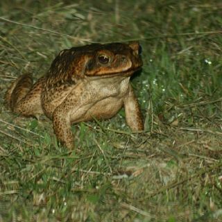 Talan valioso bosque de Puerto Rico