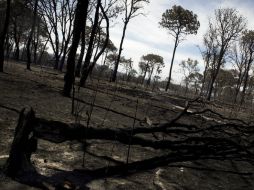 Durante abril de 2013 se contabilizaron 65 incendios en el municipio. ARCHIVO /