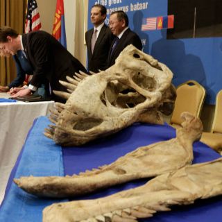EU devuelve a Mongolia esqueleto de tiranosaurio