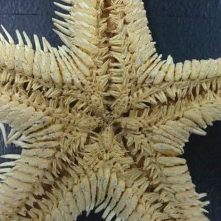 Expedición encuentra ''oasis'' de vida en montaña submarina frente a Brasil