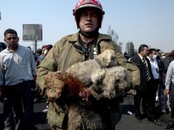 Un bombero rescata a dos perros y una gallina de una de las casas afectada por la explosión en  Xalostoc, Estado de México. AFP /
