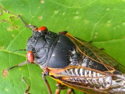 Tras una juventud de 17 años, las cigarras vivirán de 4 a 6 semanas para luego morir, dejando su descendencia a que repita el ciclo. AP /