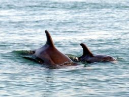 Aunque más lentos, los delfines que llegan a la mayoría de edad tienen músculos más eficientes en el aprovechamiento del oxígeno. ARCHIVO /