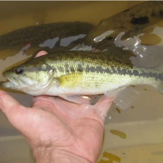 Descubren en EU una nueva especie de lubina