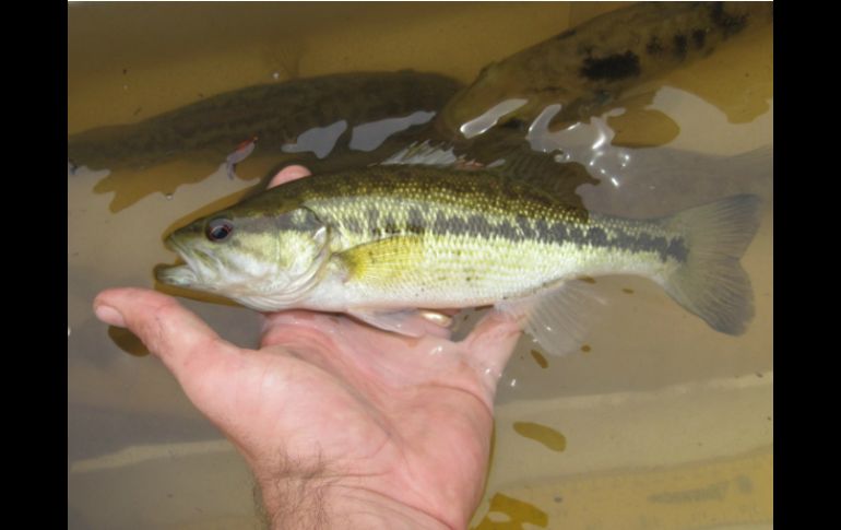 Los científicos se dieron cuenta de que el ADN de ''Choctaw'' no coincidía con el de otros especímenes. EFE /