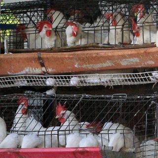 El Senasica detecta influenza aviar en Puebla