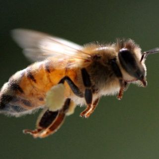 Muere montañista por picaduras de abejas