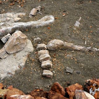 EU devuelve a Mongolia más fósiles de dinosaurios