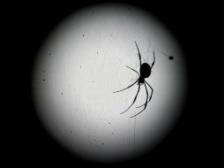 Científicos construyen una proteína recombinante formada por tres piezas de una toxina venenosa de araña. ARCHIVO /