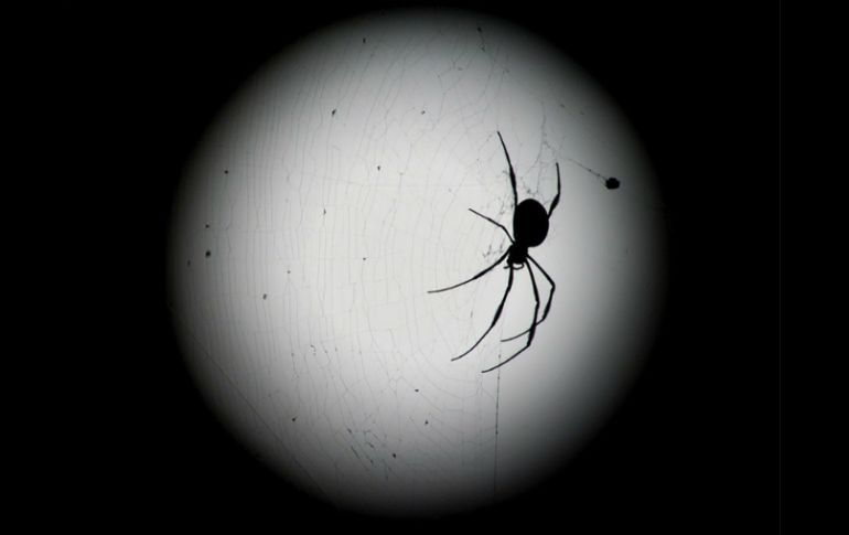 Científicos construyen una proteína recombinante formada por tres piezas de una toxina venenosa de araña. ARCHIVO /