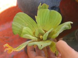 El cultivo de lechuguillas ayuda a recuperar ecosistemas degradados de las zonas áridas. ARCHIVO /