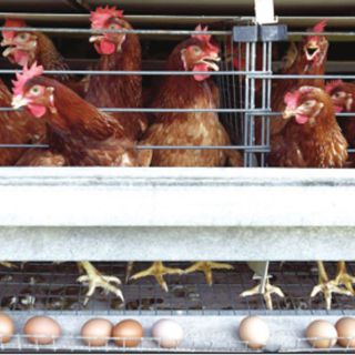 Confirman gripe aviar en Puebla