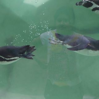 Doce pingüinos de Francia, al zoológico de Guatemala