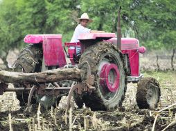 Padecen falta de agua. En Jalisco hay 43 municipios que sufren desde el año pasado los efectos de las escasas lluvias. EL INFORMADOR /