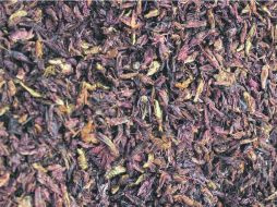 Muchos insectos tienen más contenido en hierro que la carne de vacuno, aunque costará cambiar los hábitos de consumo. EFE /