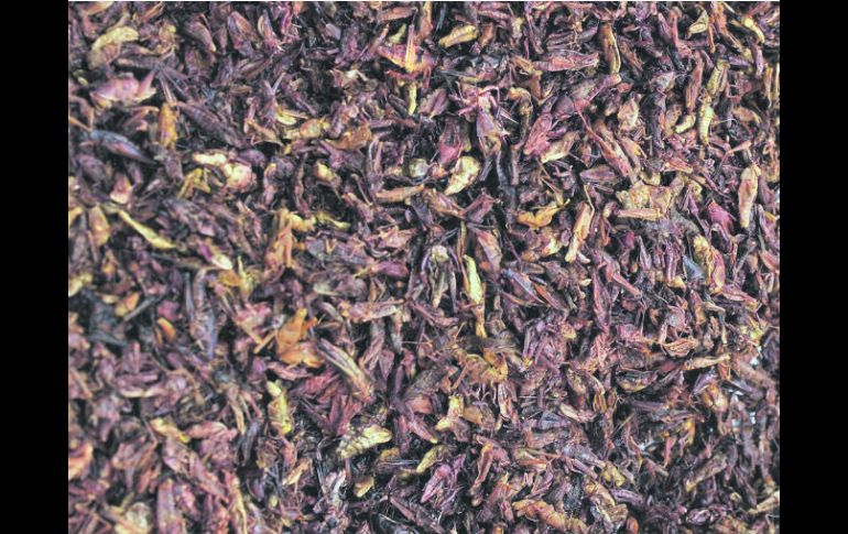 Muchos insectos tienen más contenido en hierro que la carne de vacuno, aunque costará cambiar los hábitos de consumo. EFE /