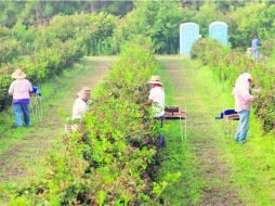 Trabajadores migrantes temporales recogen moras en las granjas Paulk Farms & Vineyards en Georgia. EFE /
