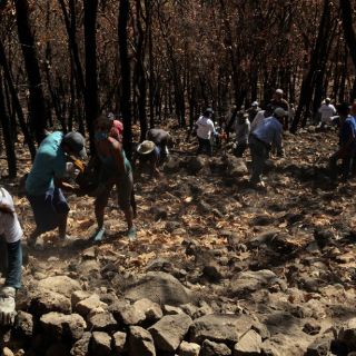 Convocan a jóvenes a profesionalizarse como técnicos forestales