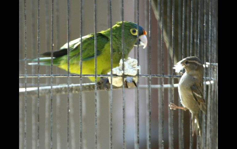 El perico mexicano es una de las especies más traficadas en el país. ARCHIVO /