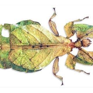 Las virtudes de los insectos