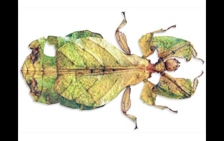 Un curioso ''bicho horripilante'' que, tras las explicaciones de los entomólogos, es reivindicado. EFE /