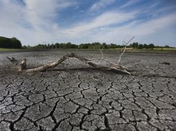La Conafor busca crear conciencia sobre la necesidad de conservar y proteger los recursos naturales de la nación. ARCHIVO /
