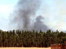 La Primavera. Con las nuevas estrategias de conservación del Bosque La Primavera, buscan reducir la cifra de incendios y daños al área. ARCHIVO /